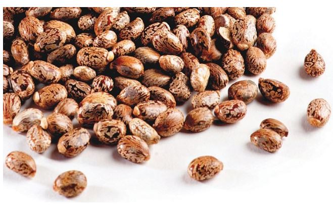 CastorOilBean